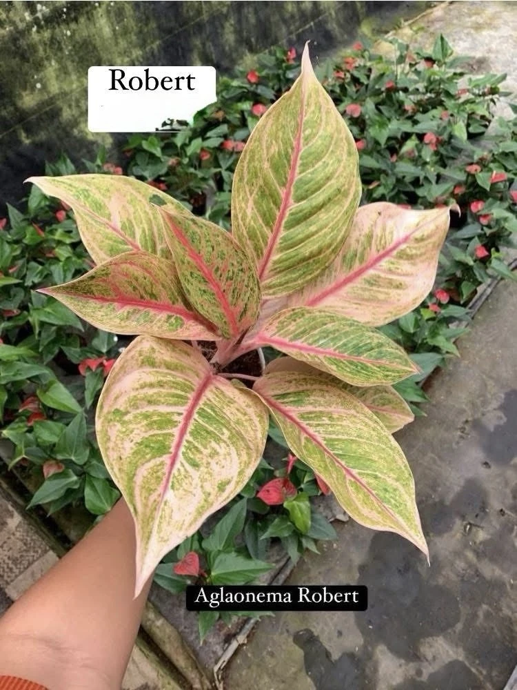 Aglaonema Live Plant - Potted Houseplant - Choose Style - Image 9