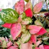 Aglaonema Live Plant - Vibrant Foliage, Easy Care Indoor Houseplant - Image 1
