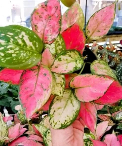 Aglaonema Live Plant - Vibrant Foliage, Easy Care Indoor Houseplant - Image 1