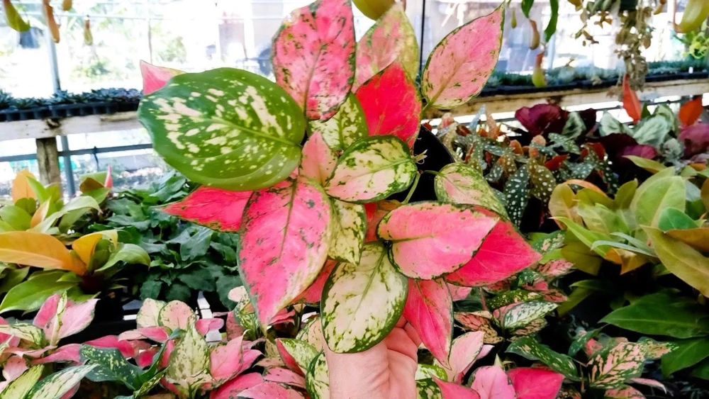 Aglaonema Live Plant - Vibrant Foliage, Easy Care Indoor Houseplant - Image 1