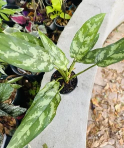 Aglaonema 'Maria' Live Plant - Chinese Evergreen Houseplant - Air Purifying - Image 2