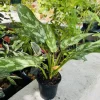 Aglaonema 'Maria' Live Plant - Chinese Evergreen Houseplant - Air Purifying - Image 1