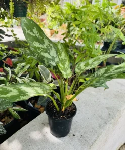 Aglaonema 'Maria' Live Plant - Chinese Evergreen Houseplant - Air Purifying - Image 1