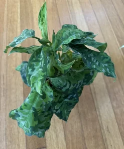 Aglaonema Pictum Tricolor Live Plant - Rare Aroid for Indoor Decor - Image 2