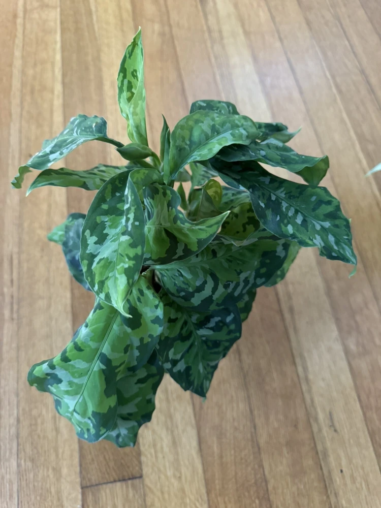 Aglaonema Pictum Tricolor Live Plant - Rare Aroid for Indoor Decor - Image 2