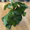 Aglaonema Pictum Tricolor Live Plant - Rare Aroid for Indoor Decor - Image 1