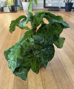 Aglaonema Pictum Tricolor Live Plant - Rare Aroid for Indoor Decor - Image 1