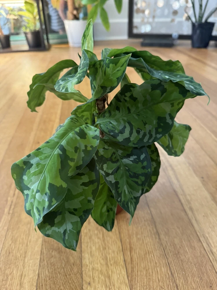 Aglaonema Pictum Tricolor Live Plant - Rare Aroid for Indoor Decor - Image 1