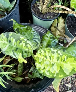 Aglaonema Pictum Tricolor Live Plant - Rare Camouflage Chinese Evergreen Indoor Houseplant - Image 2