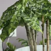 Aglaonema Pictum Tricolor Live Plant - Rare Camouflage Chinese Evergreen - Image 1