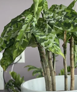 Aglaonema Pictum Tricolor Live Plant - Rare Camouflage Chinese Evergreen - Image 1