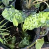 Aglaonema Pictum Tricolor Live Plant - Rare Camouflage Chinese Evergreen Indoor Houseplant - Image 1