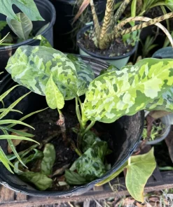Aglaonema Pictum Tricolor Live Plant - Rare Indoor Foliage Houseplant - Image 1