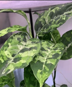 Aglaonema Pictum Tricolor Live Plant - Rare Indoor Foliage Houseplant - Image 1