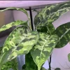 Aglaonema Pictum Tricolor Live Plant - Rare Variegated Tropical Houseplant - Image 1