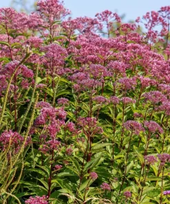 Agrimony Seeds Raspberries & Cream - 20 Flower Seeds, Pink Blooms, Zones 5-9 - Image 3