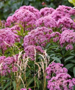 Agrimony Seeds Raspberries & Cream - 20 Flower Seeds, Pink Blooms, Zones 5-9 - Image 1