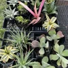 Air Purifying Houseplants - Easy Care Live Plant for Indoor Decor - Image 1