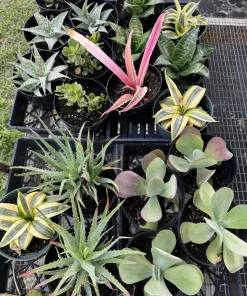 Air Purifying Houseplants - Easy Care Live Plant for Indoor Decor - Image 1