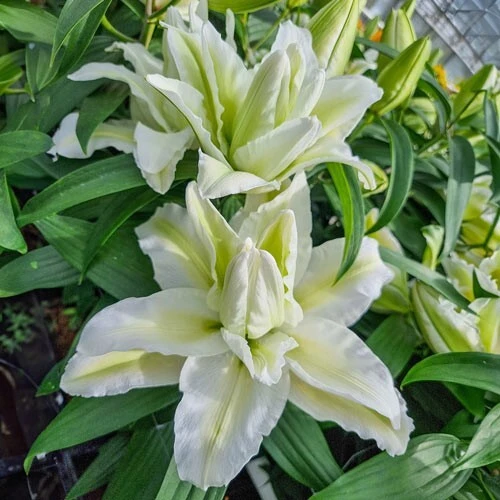 Aisha Roselily Lily Flower Bulb - Pollen-Free, 6 Inch Double Blooms, Perennial Outdoor - Image 2