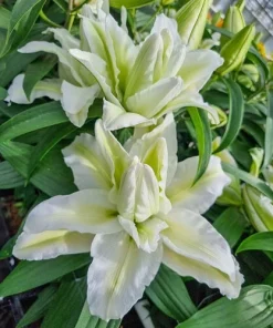 Aisha Roselily Lily Flower Bulb - Pollen-Free, 6 Inch Double Blooms, Perennial Outdoor - Image 3