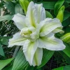 Aisha Roselily Lily Flower Bulb - Pollen-Free, 6 Inch Double Blooms, Perennial Outdoor - Image 1