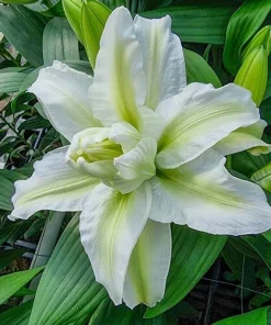 Aisha Roselily Lily Flower Bulb - Pollen-Free, 6 Inch Double Blooms, Perennial Outdoor - Image 1