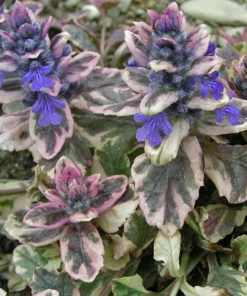 Ajuga Burgundy Glow Bugleweed Live Starter Plant in Pot - Shade Ground Cover Perennial - Image 2
