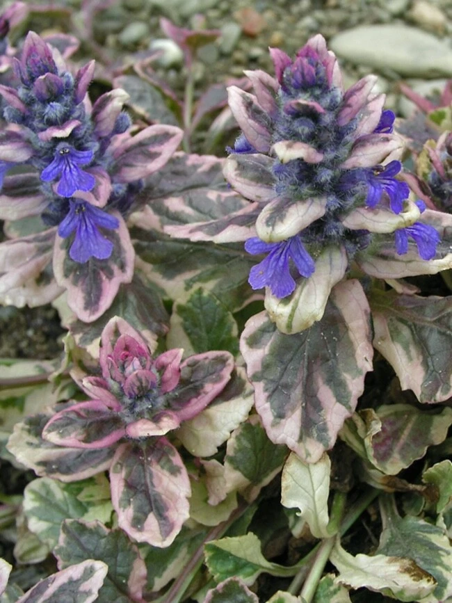 Ajuga Burgundy Glow Bugleweed Live Starter Plant in Pot - Shade Ground Cover Perennial - Image 2