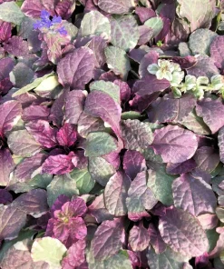 Ajuga Burgundy Glow Bugleweed Live Starter Plant in Pot - Shade Ground Cover Perennial - Image 3