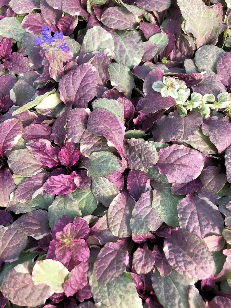 Ajuga Burgundy Glow Bugleweed Live Starter Plant in Pot - Shade Ground Cover Perennial - Image 3