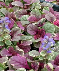 Ajuga Burgundy Glow Bugleweed Live Starter Plant in Pot - Shade Ground Cover Perennial - Image 4