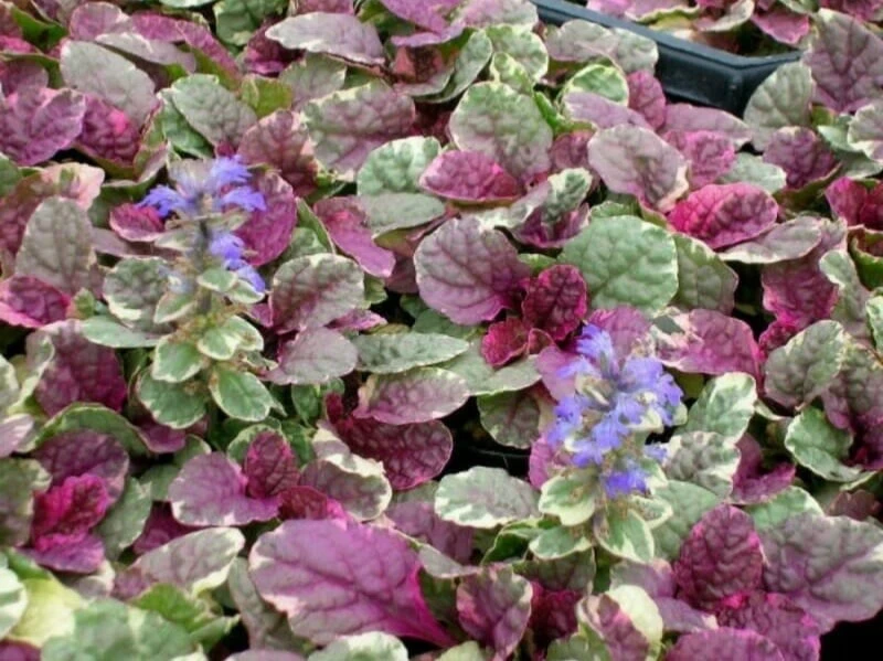 Ajuga Burgundy Glow Bugleweed Live Starter Plant in Pot - Shade Ground Cover Perennial - Image 4