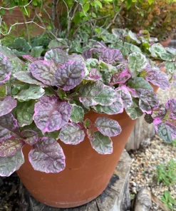 Ajuga Burgundy Glow Bugleweed Live Starter Plant in Pot - Shade Ground Cover Perennial - Image 5