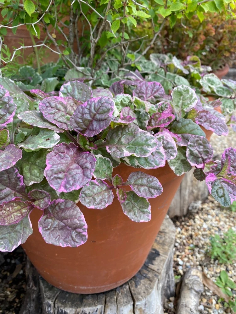 Ajuga Burgundy Glow Bugleweed Live Starter Plant in Pot - Shade Ground Cover Perennial - Image 5