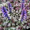 Ajuga Burgundy Glow Bugleweed Live Starter Plant in Pot - Shade Ground Cover Perennial - Image 1