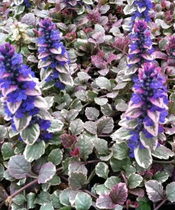 Ajuga Burgundy Glow Bugleweed Live Starter Plant in Pot - Shade Ground Cover Perennial - Image 1