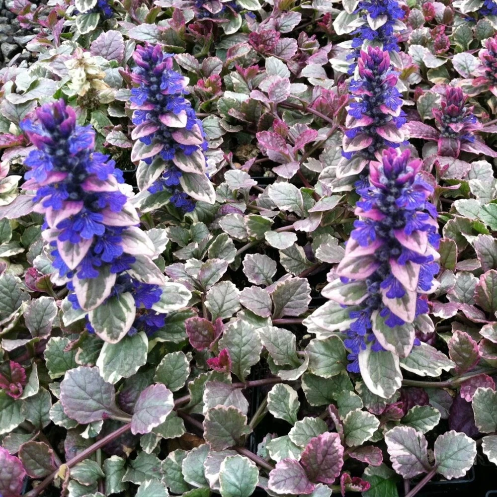 Ajuga Burgundy Glow Bugleweed Live Starter Plant in Pot - Shade Ground Cover Perennial - Image 1