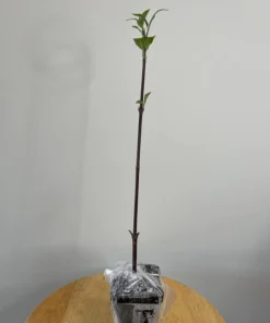 Akebono Cherry Blossom Tree Live Plant 6-10" Tall - Outdoor Flowering Tree - Image 2