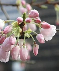 Akebono Cherry Blossom Tree Live Plant 6-10