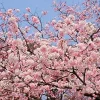 Akebono Cherry Blossom Tree Live Plant 6-10" Tall - Outdoor Flowering Tree - Image 1