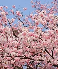 Akebono Cherry Blossom Tree Live Plant 6-10" Tall - Outdoor Flowering Tree - Image 1