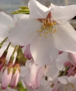 Akebono Cherry Blossom Tree Live Plant 6-10