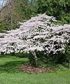 Akebono Cherry Blossom Tree Live Plant 6-10
