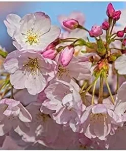 Akebono Cherry Blossom Tree Live Plant 6-10