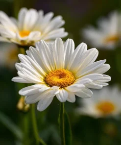 Alaska Shasta Daisy Seeds - 100 Seeds - Classic White Perennial Flowers - Image 2