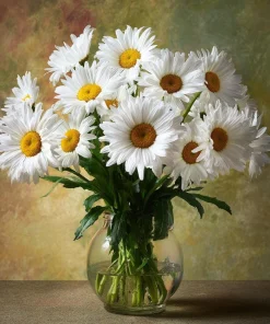 Alaska Shasta Daisy Seeds - 100 Seeds - Classic White Perennial Flowers - Image 3