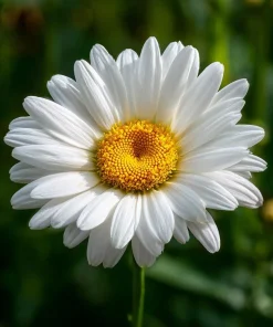 Alaska Shasta Daisy Seeds - 100 Seeds - Classic White Perennial Flowers - Image 4