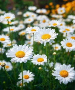 Alaska Shasta Daisy Seeds - 100 Seeds - Classic White Perennial Flowers - Image 5