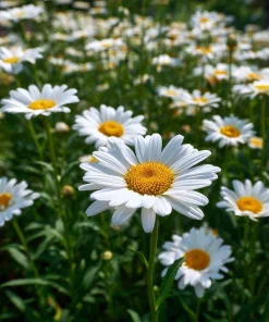 Alaska Shasta Daisy Seeds - 100 Seeds - Classic White Perennial Flowers - Image 7